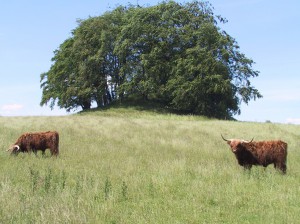 kvæg ved Ledreborg